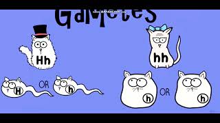 Biology with pinyin through AMOEBA SISTERS  Dihybrid and TwoTrait Crosses [upl. by Oiragelo]