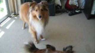 Sheltie Talk  Hear Our Shetland Sheepdogs Sing [upl. by Gruver]