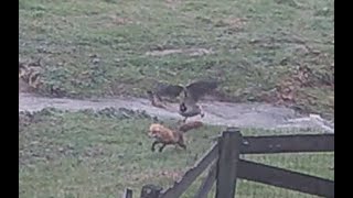 Fox vs Canada Goose [upl. by Clyve645]