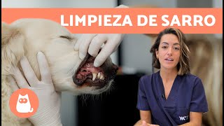 Cómo ELIMINAR el SARRO DENTAL en PERROS 🐶🦷 Prevención y Limpieza de Sarro en Perros [upl. by Oliric532]