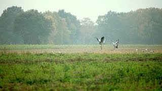 Über 50000 Kraniche in der Diepholzer Moorniederung [upl. by Blair743]