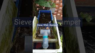 Sieve filter kolam koi mampet filter kolam sievefilter kolam aquarium [upl. by Redneval432]