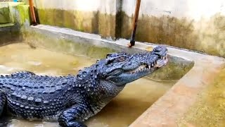 Crocodiles down Hunting Giant Snakehead Fish Just To Eat Crocodiles [upl. by Fosque76]