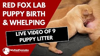 Red Fox Lab Puppy Birth  Dog Whelping  9 Puppy Litter 2022 [upl. by Eiknarf]