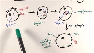 AS Biology  Phagocytosis OCR A Chapter 125 [upl. by Obrien]