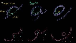 Endocytose phagocytose et pinocytose [upl. by Aniger]