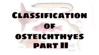 Classification of Osteichthyes upto order  Part II Bsc zoology [upl. by Jaquiss]