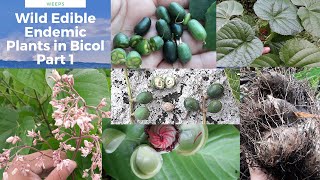 Mga halamang gubat na maaaring kainin  Wild Edible Endemic Plants found in Bicol  libreng prutas [upl. by Esimaj]