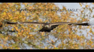 Hunting With The Bonellis Eagle  The Colonel [upl. by Edgardo]