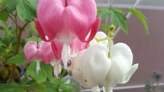 My Bleeding Heart Plants [upl. by Sapienza777]