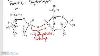 Hydrolysis of Maltose [upl. by Secilu961]