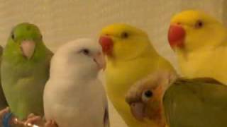 2 Parrotlets a Conure and a Ringneck [upl. by Maximo]