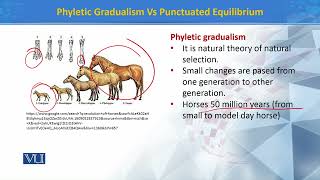 GRADUALISM vs PUNCTUATED EQUILIBRIUM EVOLUTION BY NS  LIFE SCIENCES G12 ThunderEduc  MSAIDI [upl. by Harrad]