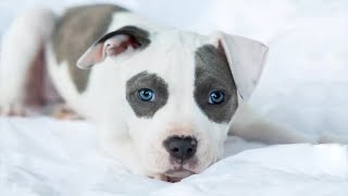 Top 10 Dog Breeds With Blue Eyes [upl. by Eemla778]