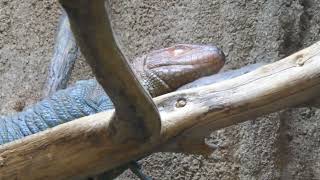 Caiman Lizard Rainforest of the Americas LA Zoo Los Angeles California US Nov 22 2024 Conservation [upl. by Etteval]