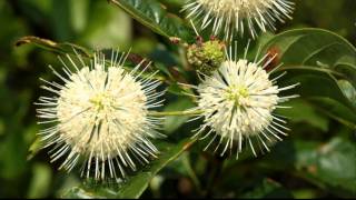 Bumblee Forages on Buttonbush [upl. by Asennav657]