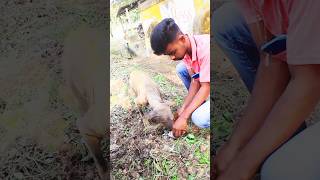 Dog lover 🥺🥺🙏🙏shorts ytshorts doglover humanity trending youtubeshorts [upl. by Drusus]