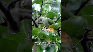 Quaker Parrot Monk Parakeet As Pets [upl. by Adian227]