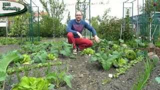 Gartentipp Mai 0503 Erfolgreich Schnecken bekämpfen [upl. by Ynohtnakram]