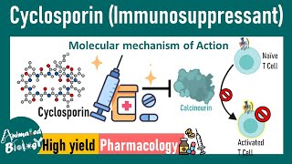 Cyclosporin  Immunosuppressant  How cyclosporin works at molecular level  Pharmacology [upl. by Frendel]