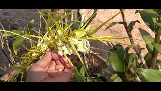 Hoje a floração é da orquídea Oncidium aranha Brassia Rex orquidias [upl. by Helenka418]