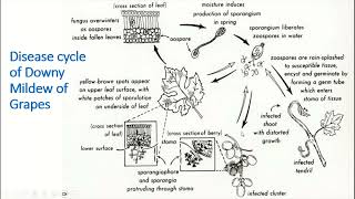 Disease Cycle of Downy Mildew in Grapes  Insights and Impact  Agri Knowledge Corridor [upl. by Fatma]