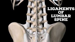 Ligaments of lumbar spine [upl. by Fannie]