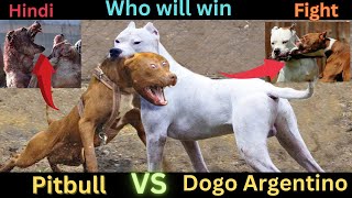 Pitbull vs Dogo Argentino in Hindi  Argentino vs pitbull dog fight  Dog Comparison GSYouTubee [upl. by Nahij259]