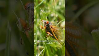 Cicada The Loudest Insect on Earth – Discover the Noisy World of Cicadas [upl. by Nimaynib]