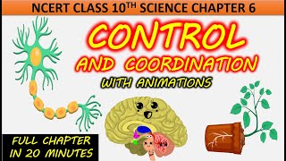 Control and Coordination with Animation Class 10 Science Chapter 6 NCERT CBSE Full chapter One shot [upl. by Anelis]