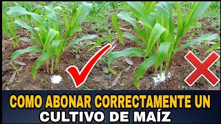 COMO ABONAR CORRECTAMENTE NUESTRO CULTIVO DE MAÍZ  TIPS Y RECOMENDACIONES 🌽 [upl. by Euell66]