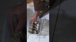 FEEDING NHANDU CHROMATUS firstvideo tarantula [upl. by Isleana]