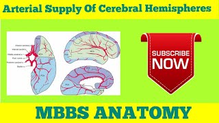 Arterial Supply Of Different Surfaces Of Cerebrum [upl. by Faria]