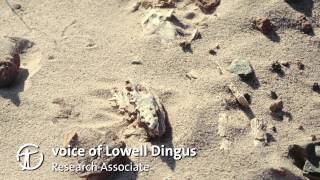 How Are Dinosaur Fossils Discovered and Collected [upl. by Celle846]