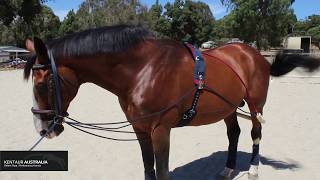 How to Lunge your Horse with Training Aids [upl. by Truelove]