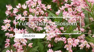 30 Seconds with Yuki Cherry Blossom™ Deutzia [upl. by Nahk]