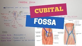 The Cubital Fossa  Elbow Pit  Antecubital Fossa Mnemonics included [upl. by Naujik4]