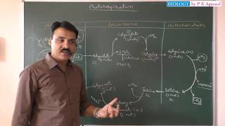 Photorespiration C2 Cycle in Photosynthesis  NEET [upl. by Anaigroeg]