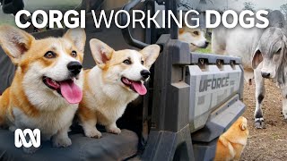 Why those little legs dont stop corgis working on the farm 🐕  ABC Australia [upl. by Ribal595]