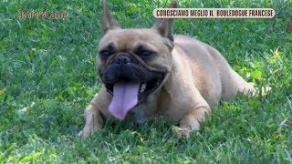 Conosciamo meglio il Bouledogue Francese  Amico cane [upl. by Albrecht]