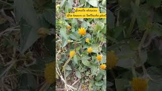 Acmella oleracea family Asteraceae thenature floweringplants toothacheplant subscribe Swag [upl. by Rajewski]