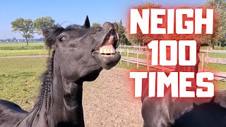 Neighing horses More than 100 times  April Fools Day  Friesian Horses [upl. by Norrabal377]