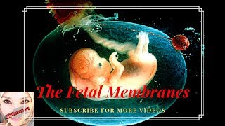 Medical Embryology  the fetal membranes [upl. by Ydneh]