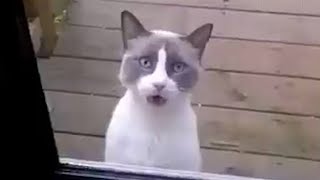 When your cats speak English better than you think 😸 [upl. by Leitnahs]