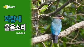 파랑새 소리 Dollarbird sound [upl. by Doughty334]