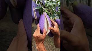 Chinas New Fruit Looks Just Like Brinjal shortsvideo [upl. by Nanis647]