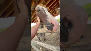 Poopy stinky farts 👁️👄👁️ shorts horse showjumping equestrian [upl. by Fleming]