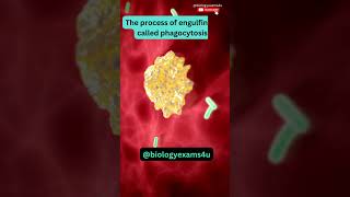 Macrophage eating Bacteria 🦠 3D Animation  Immunology  biologyexams4u [upl. by Michelle]