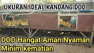 Kandang DOD bibit bebek murah simpel Anti Mati [upl. by Nnylyram867]