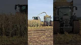 MAIZE HARVEST with Black Fendt 724 and Claas 980 Forager [upl. by Saville]